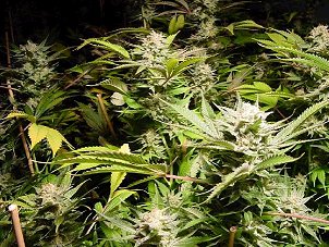 Loft Growroom:Buds look good, covered in rich resin.