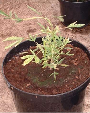 <? echo $weed_Word1;?> plant cut back