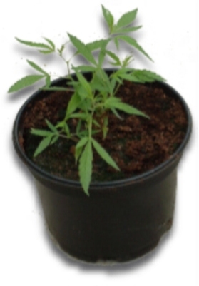 Repotting the Hemp