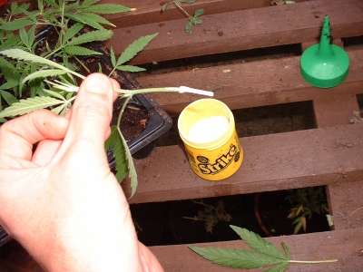 dipping the cuttings in Root Powder